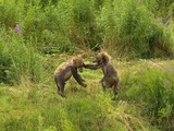 Brown Bear Kodiak_Bear_cubs_playing