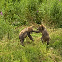 Brown Bear Kodiak_Bear_cubs_playing