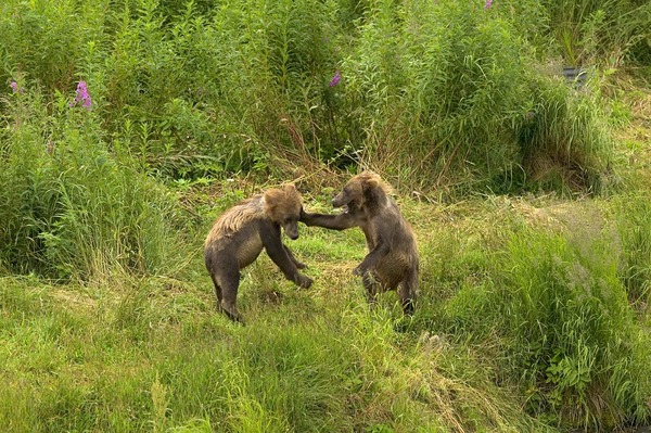 Brown Bear Kodiak_Bear_cubs_playing