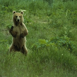 Kodiak Bear