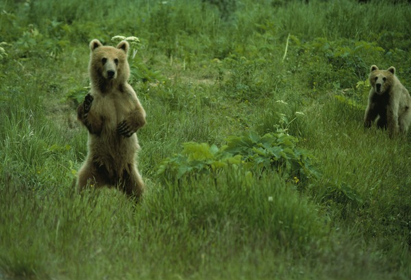 Kodiak Bear