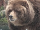 Brown Bear Kodiak_Bear