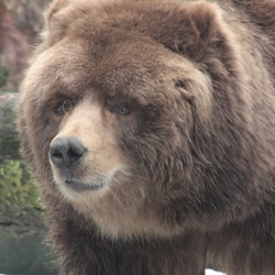 Brown Bear Kodiak_Bear