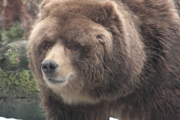 Brown Bear Kodiak_Bear