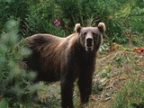 Brown Bear Kodiak_Brown_Bear