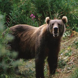 Brown Bear Kodiak_Brown_Bear