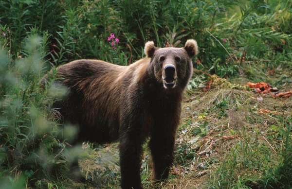Brown Bear Kodiak_Brown_Bear