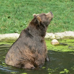 Brown Bear Kodiak_bear1