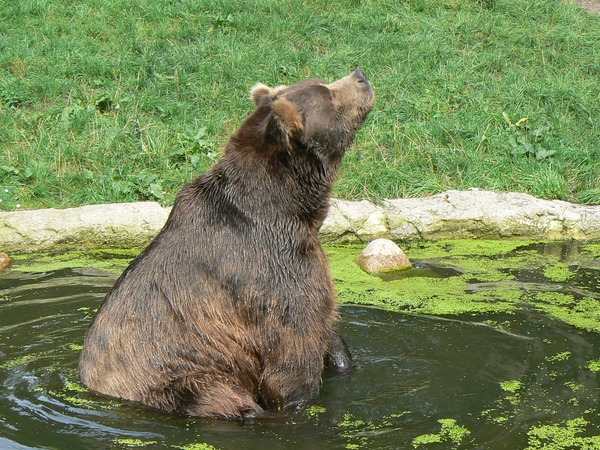 Brown Bear Kodiak_bear1