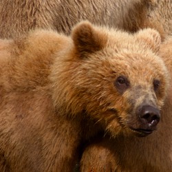 Brown Bear Kodiak_bear_cub_and_mother_in_Kenai,_Alaska