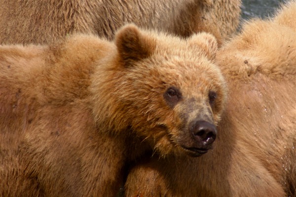 Brown Bear Kodiak_bear_cub_and_mother_in_Kenai,_Alaska