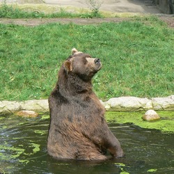 Brown Bear Kodiak_bear_hamburg