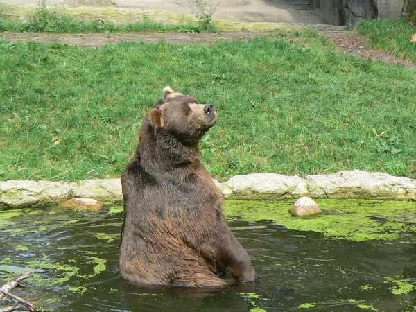 Brown Bear Kodiak_bear_hamburg