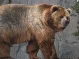 Brown Bear Kodiak_bear_in_germany