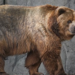 Brown Bear Kodiak_bear_in_germany