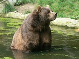 Brown Bear Photo Gallery