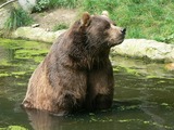 Brown Bear Kodiak_bear_ursus