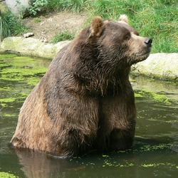 Brown Bear Kodiak_bear_ursus