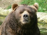Brown Bear Male_kodiak_bear_face