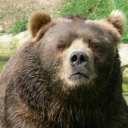 Brown Bear Male_kodiak_bear_face