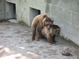 Brown Bear Mating Ursus arctos