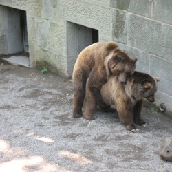 Brown Bear Mating Ursus arctos