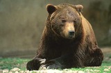 Brown Bear Photo Gallery