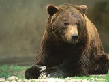 Brown Bear Orso_marsicano