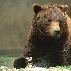 Brown Bear Orso_marsicano