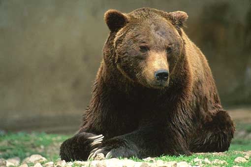 Brown Bear Orso_marsicano