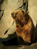 Brown Bear Oso Italian