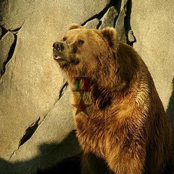 Brown Bear Oso Italian