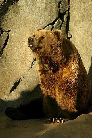 Brown Bear Oso Italian