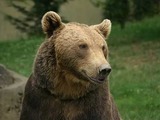 Brown Bear Ours_des_pyrenees_aspe_2002