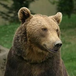 Brown Bear Ours_des_pyrenees_aspe_2002