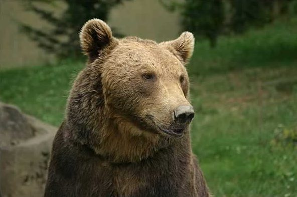 Brown Bear Ours_des_pyrenees_aspe_2002