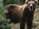 Brown Bear Photo_ours_kodiac