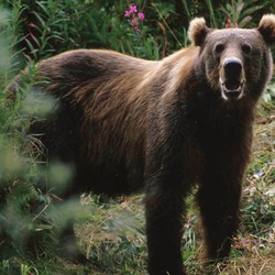 Brown Bear Photo_ours_kodiac