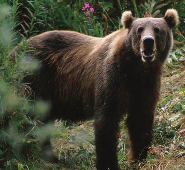 Brown Bear Photo_ours_kodiac