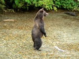 Brown Bear Standing Alaskan Kodiak