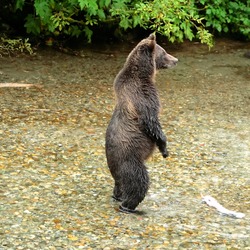 Brown Bear Standing Alaskan Kodiak