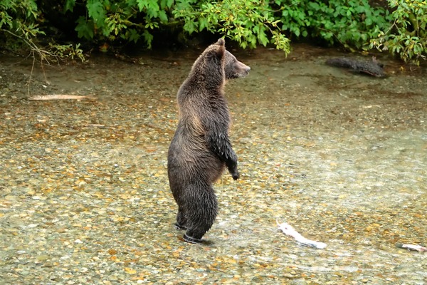 Brown Bear Standing Alaskan Kodiak