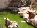 Brown Bear Syrian Bears