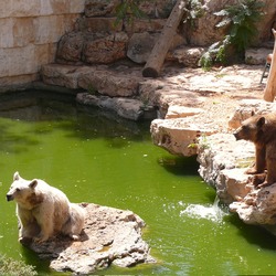 Brown Bear Syrian Bears