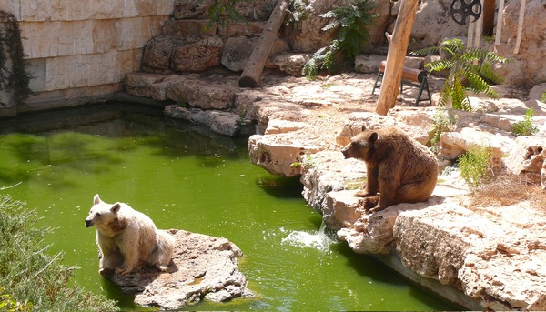 Brown Bear Syrian Bears