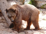 Brown Bear Syrian Ursus arctos (2)