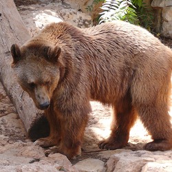 Brown Bear Syrian Ursus arctos (2)