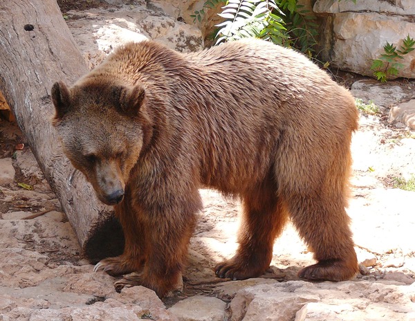 Brown Bear Syrian Ursus arctos (2)