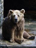 Brown Bear Syrian Ursus arctos dehiwala