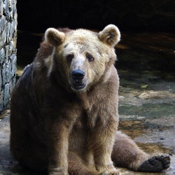 Brown Bear Syrian Ursus arctos dehiwala